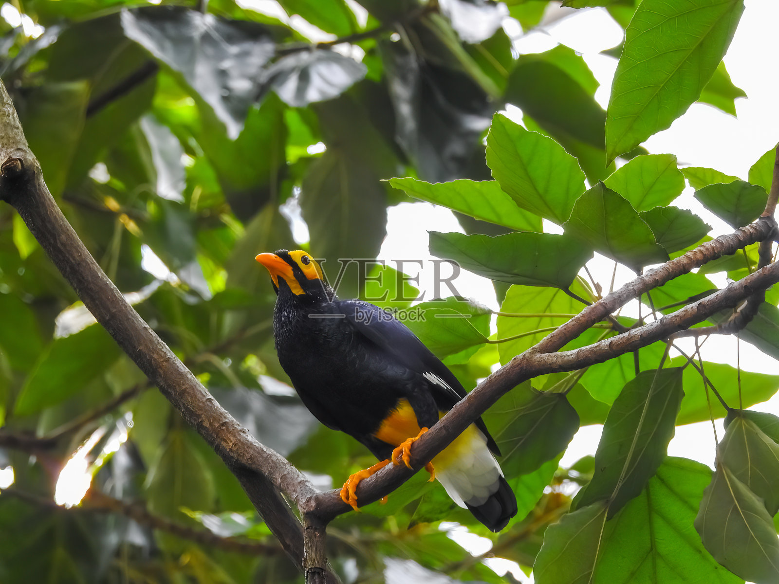 Golden-crested八哥照片摄影图片