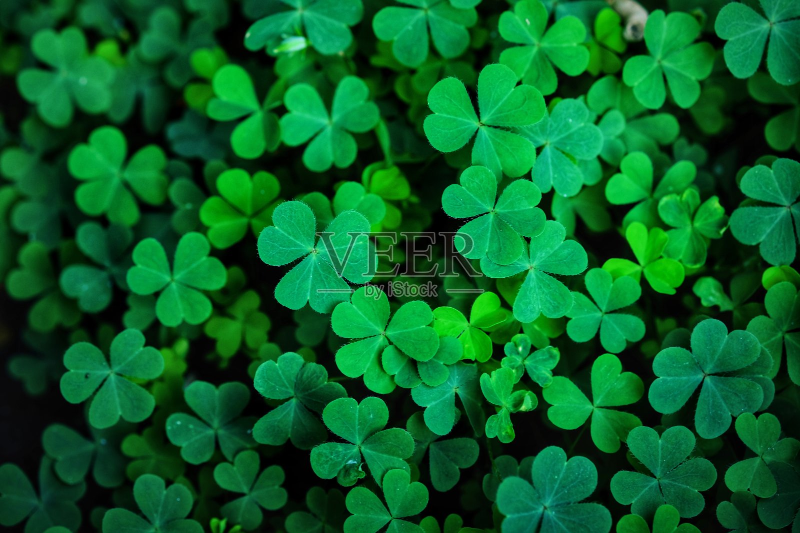 三叶草叶子为绿色背景与三叶草。照片摄影图片