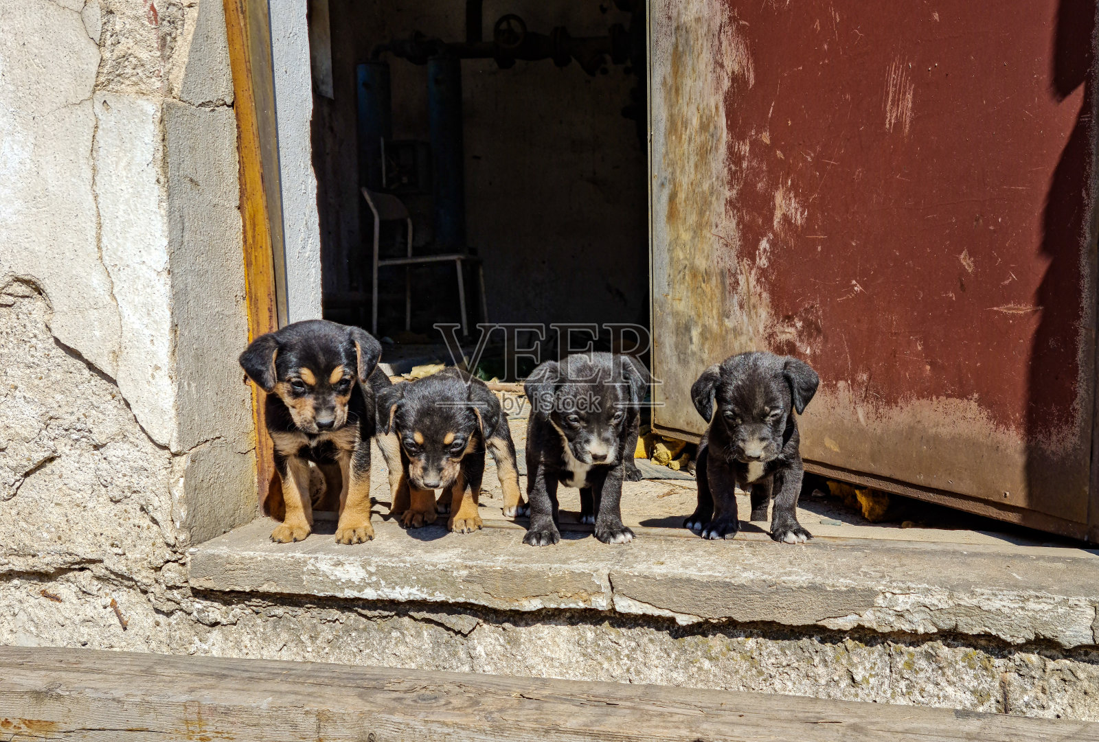 小被遗弃的小狗照片摄影图片