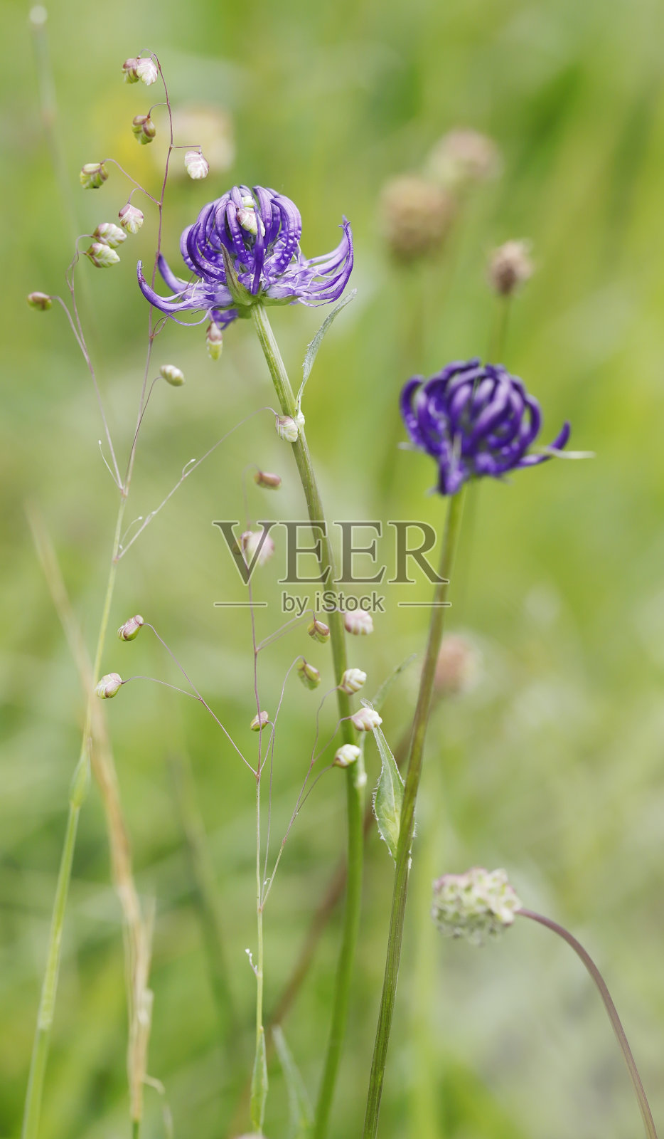 球头兰盆花照片摄影图片