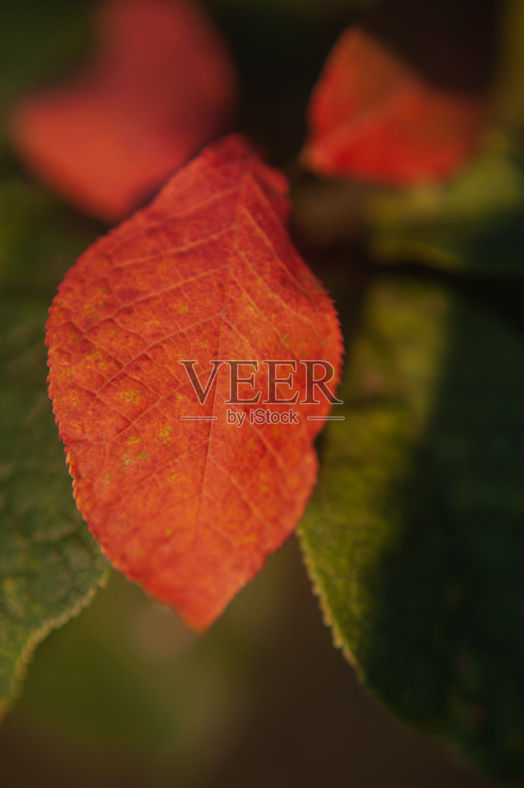 多彩的秋叶挂在树枝上。秋天的苹果树叶照片摄影图片