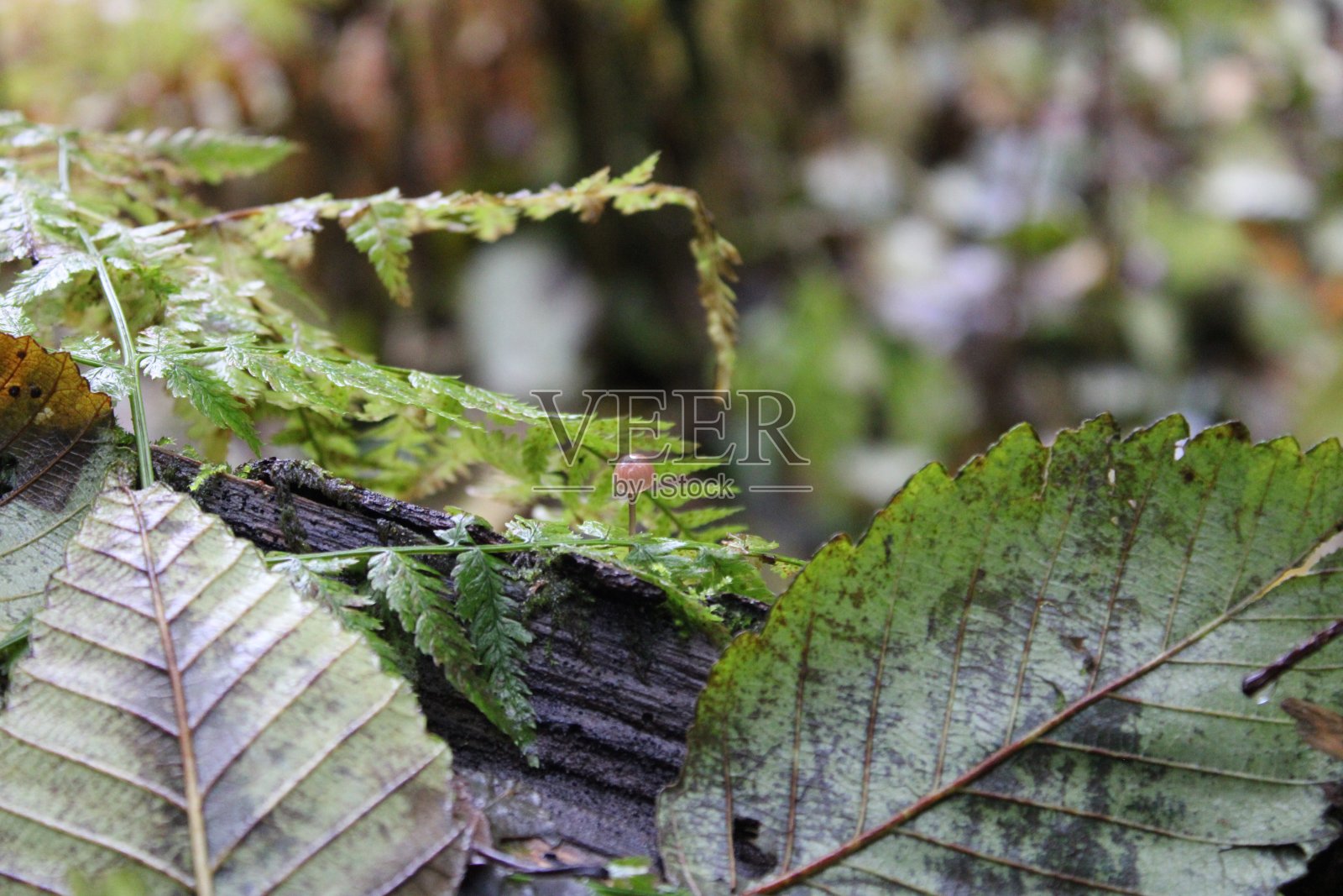 PNW真菌照片摄影图片