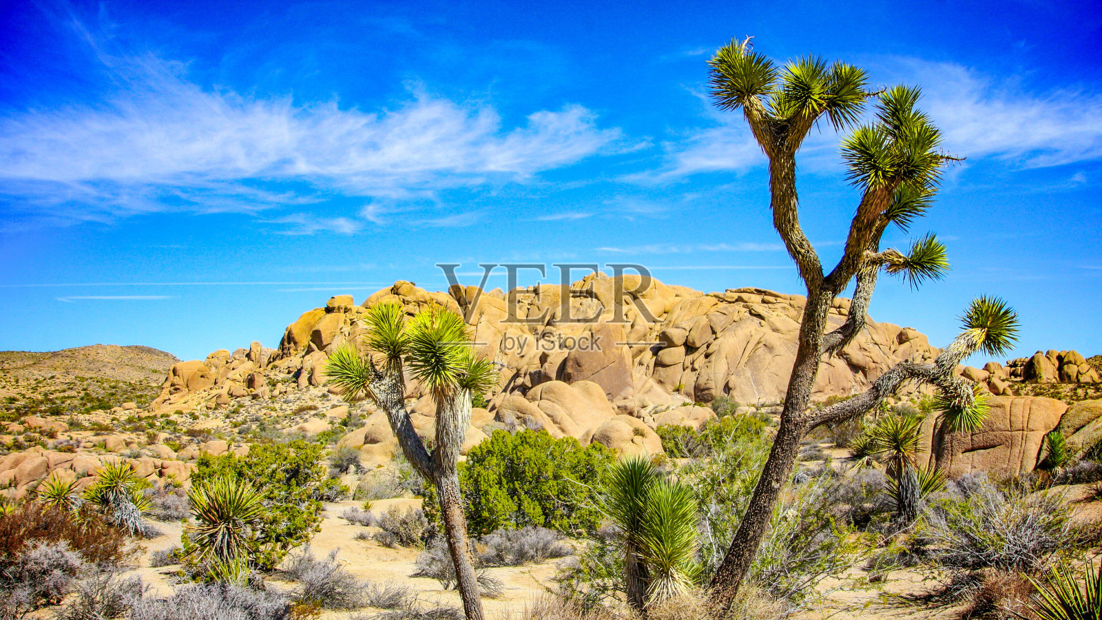 南加州约书亚树国家公园照片摄影图片