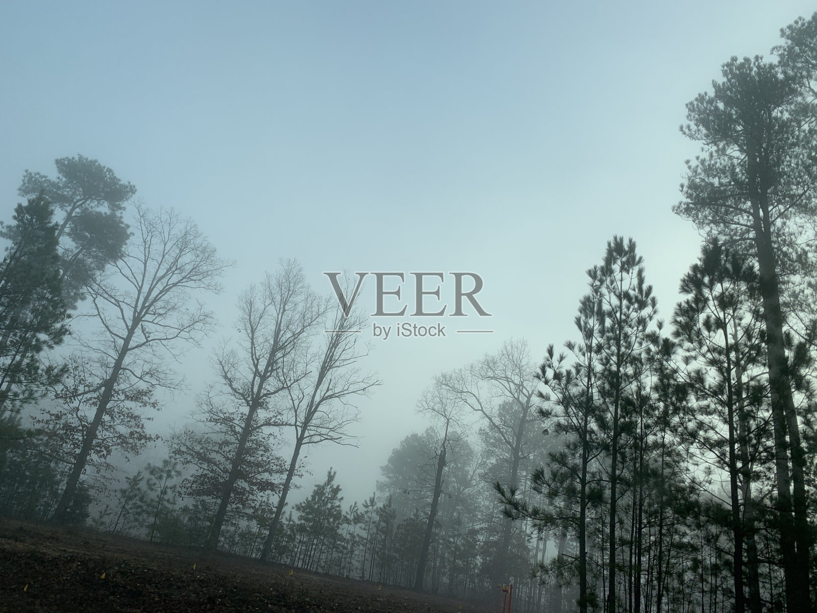 雾蒙蒙的树照片摄影图片