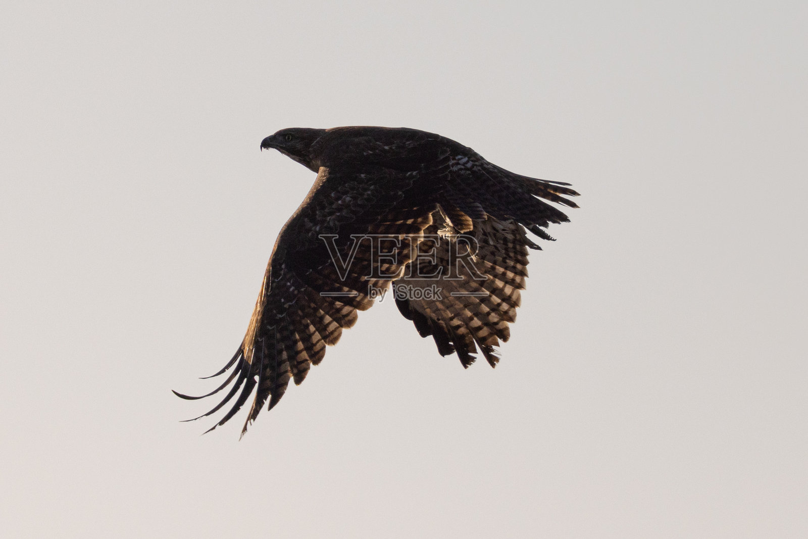 红尾鹰在美丽的阳光下飞翔，爪子里抓着猎物，这张照片拍摄于北加州的野外照片摄影图片