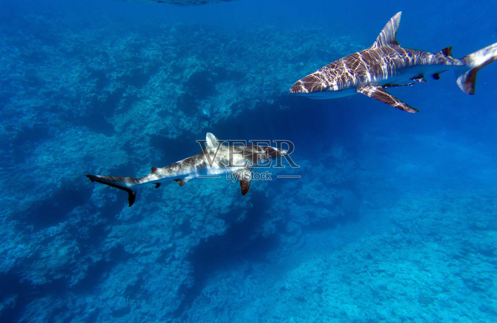 鲨鱼游泳时的近距离观察照片摄影图片