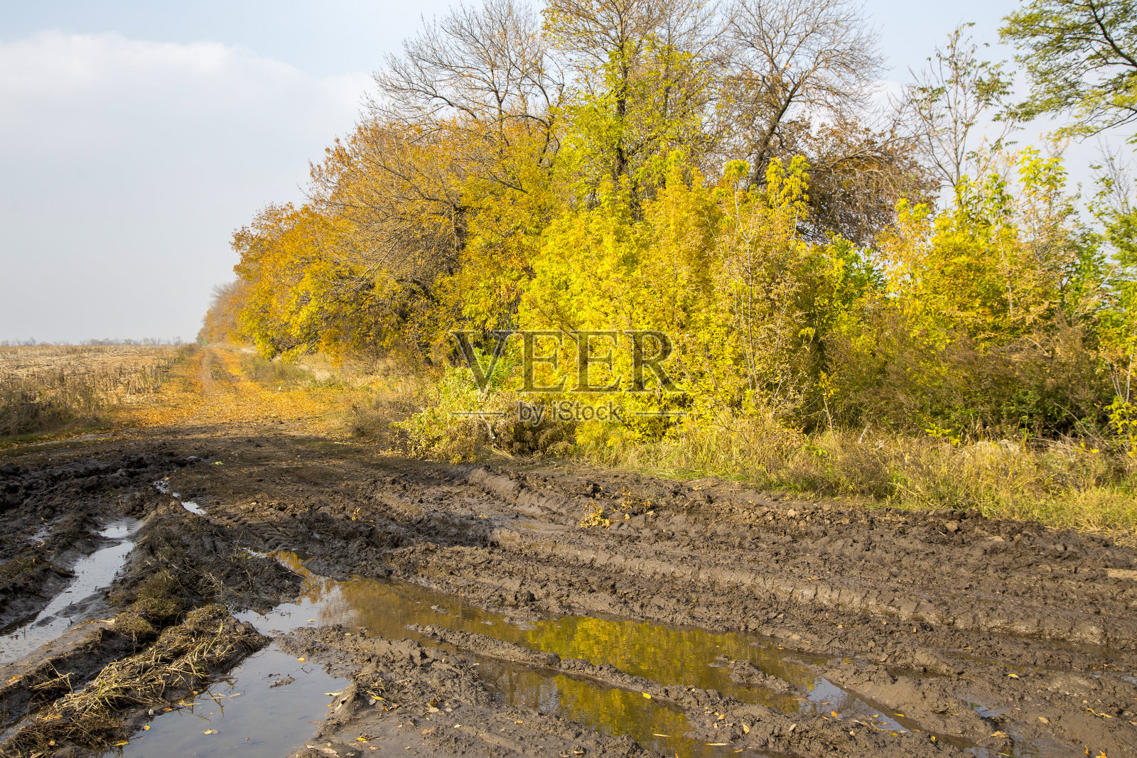 乡村的秋景，黄色的树和路上的泥照片摄影图片