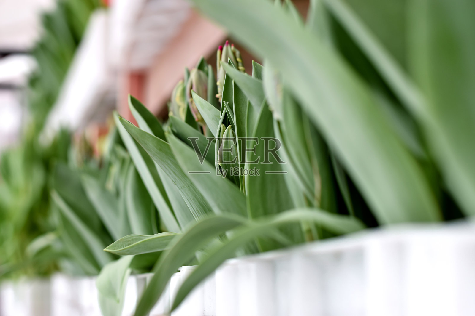 温室里的郁金香幼苗。小生意。春天的概念,园艺。妇女节和母亲节。照片摄影图片