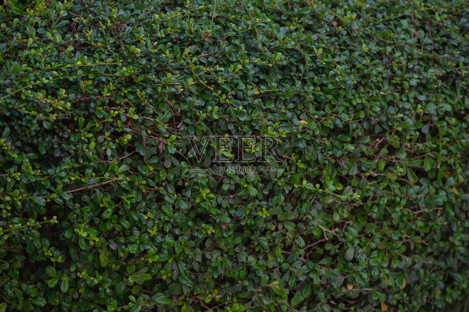 福建茶纹理照片摄影图片