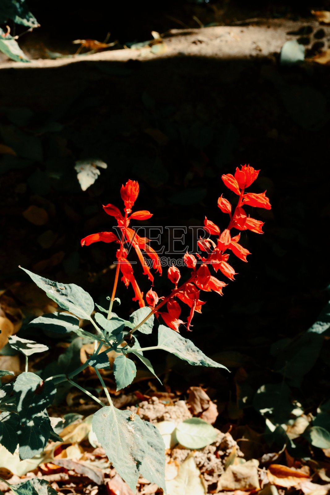 红色的花照片摄影图片