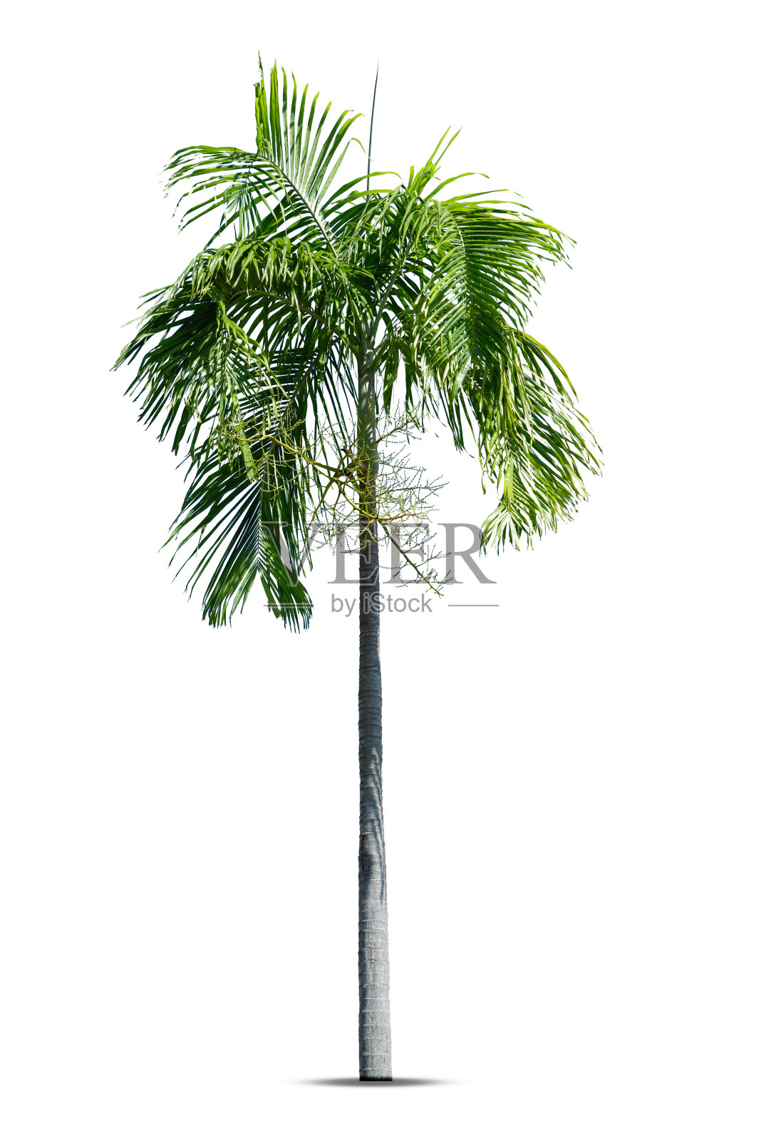 白色背景上孤立的一组棕榈树，适用于建筑设计、装饰工作。照片摄影图片