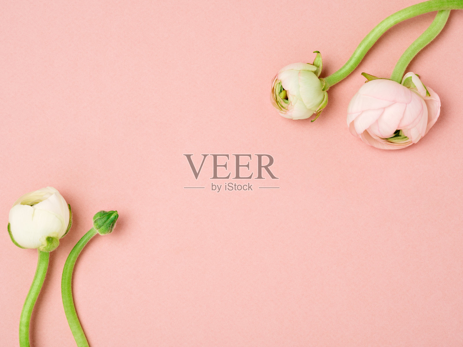 极简主义的嫩粉色春天背景。照片摄影图片