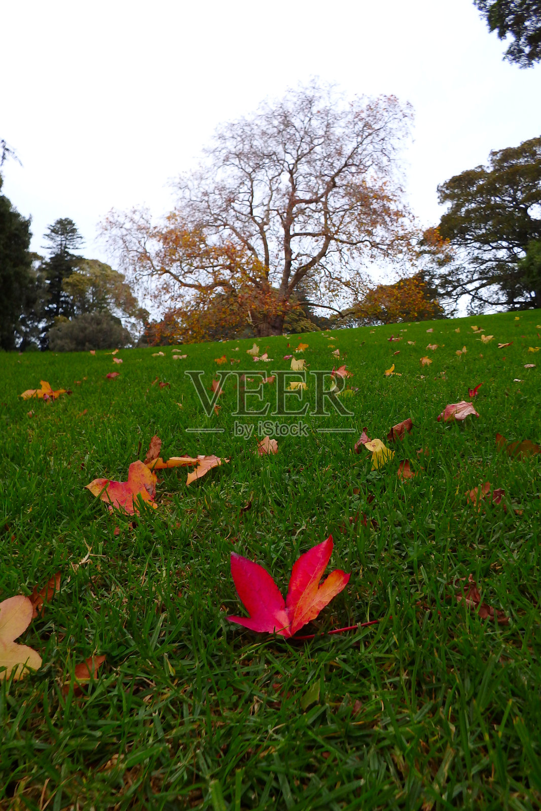 光秃秃的树前绿草地上的秋叶是红色和金色的照片摄影图片