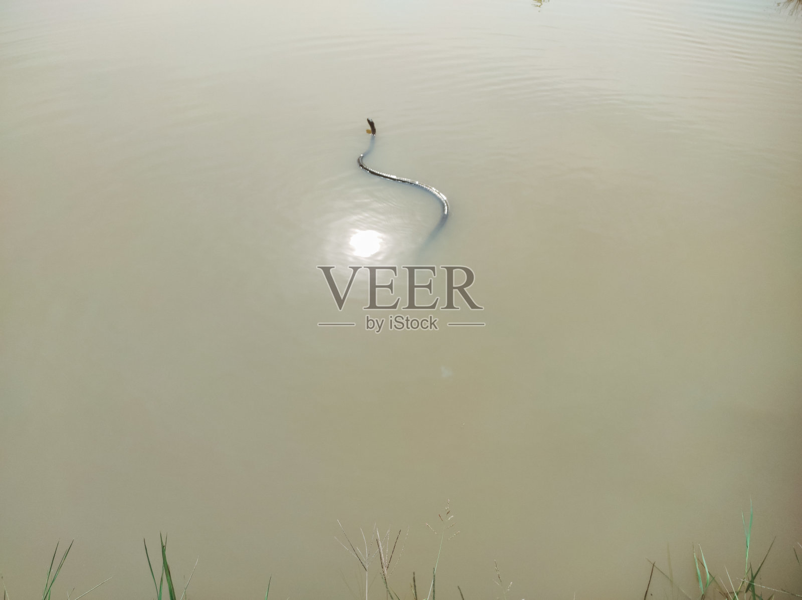 蛇照片摄影图片