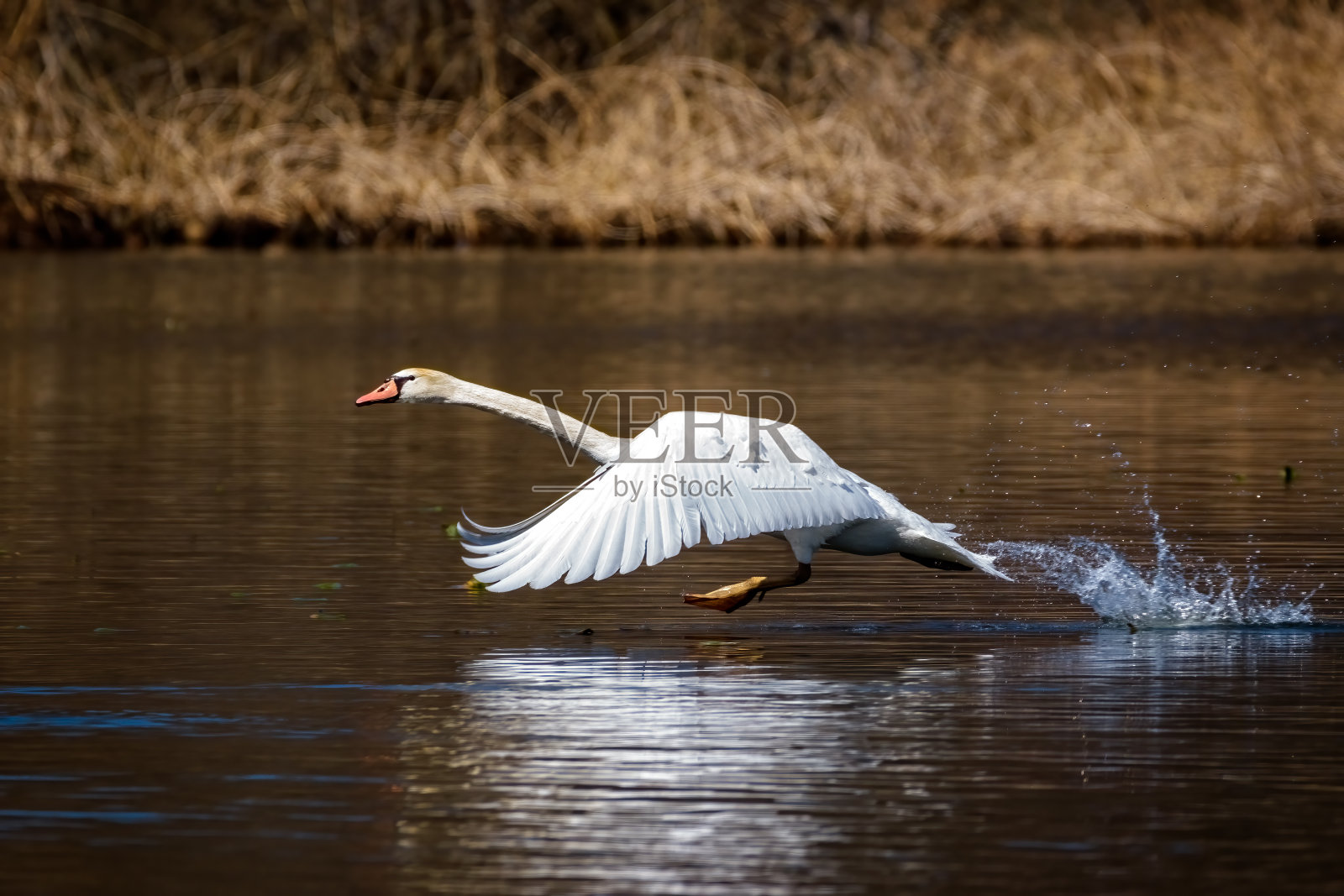 疣鼻天鹅飞了起来照片摄影图片