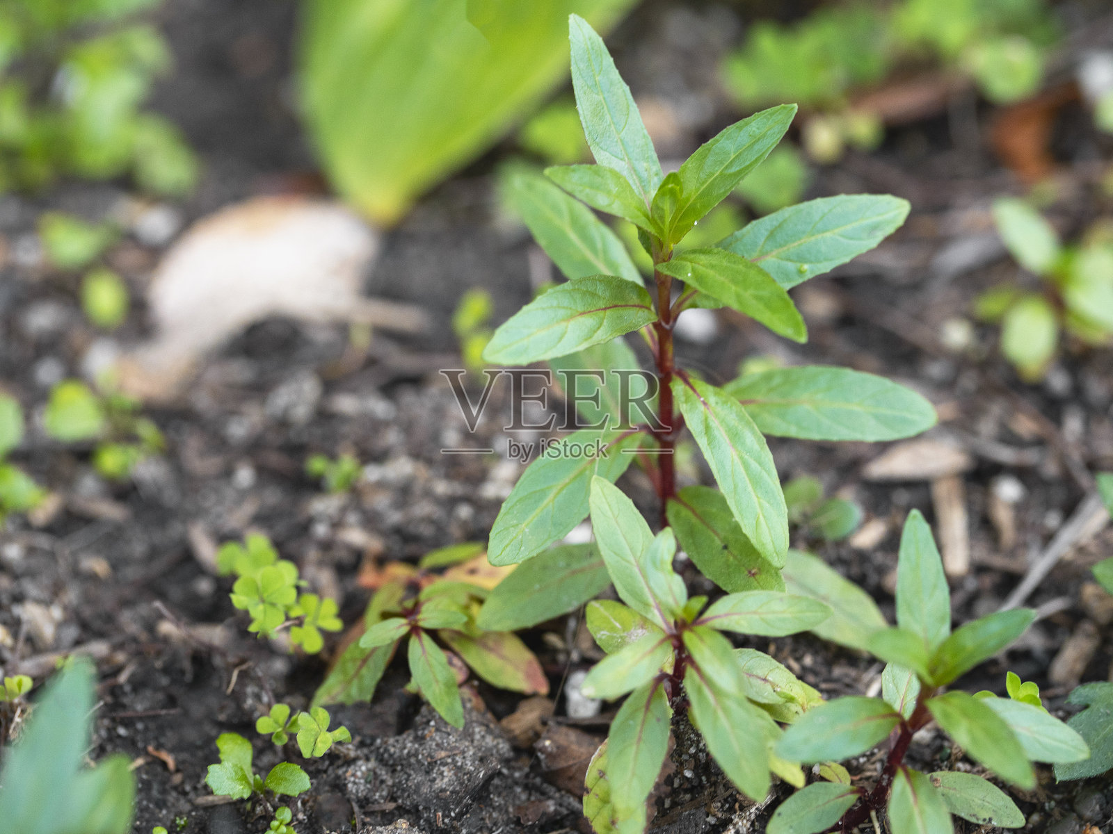 新兴市场的增长照片摄影图片