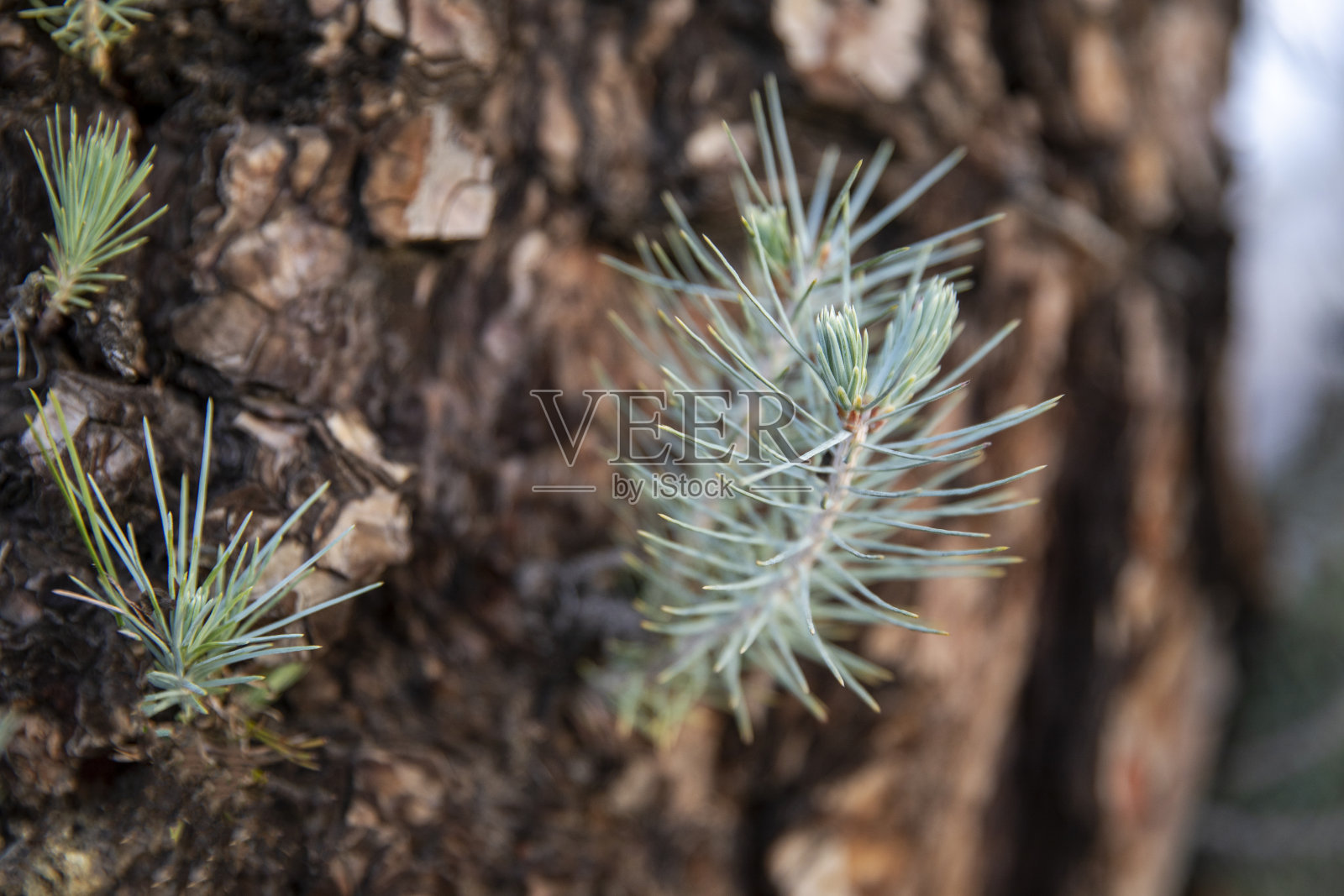 新兴市场的增长照片摄影图片