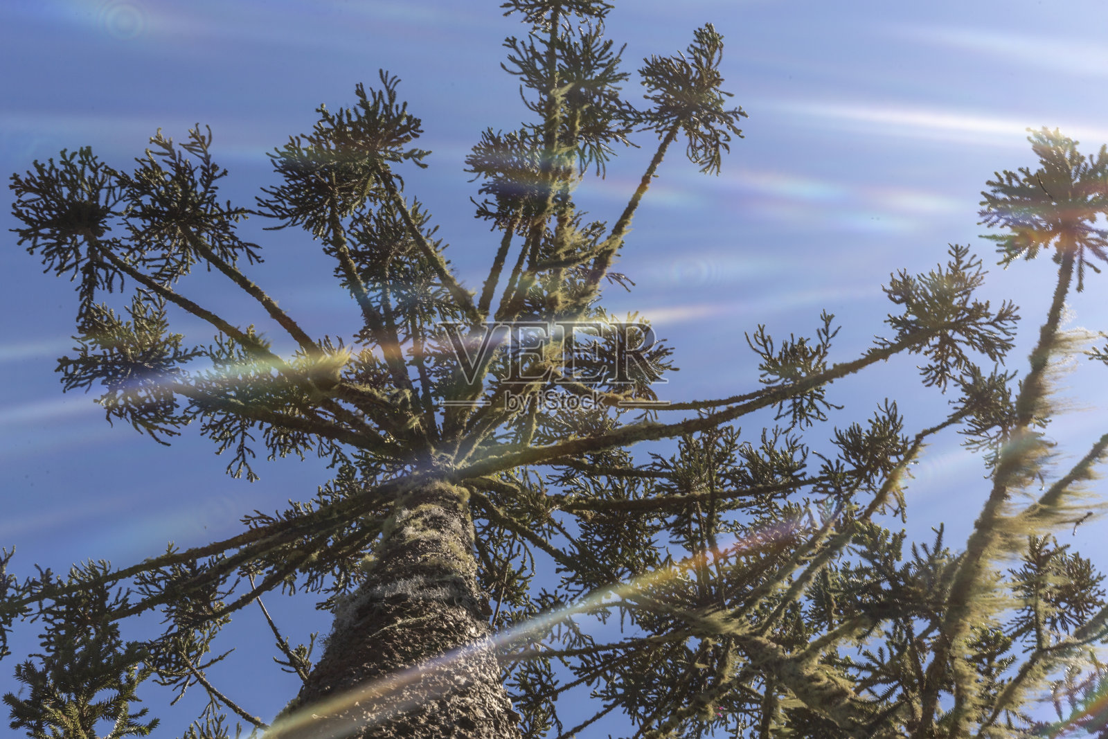阿劳卡利亚树，巴西塞拉地区的植被照片摄影图片