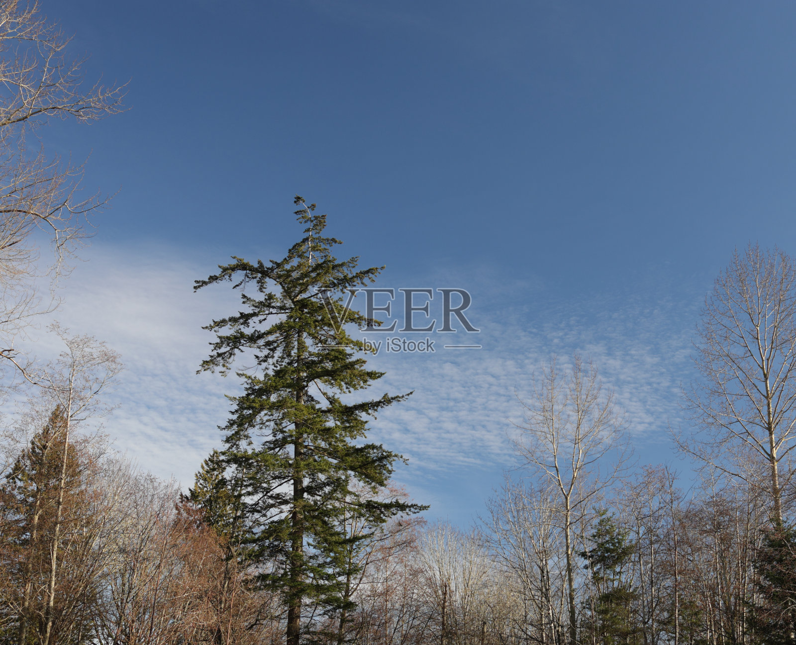 加拿大冬天的树木和多云的天空照片摄影图片