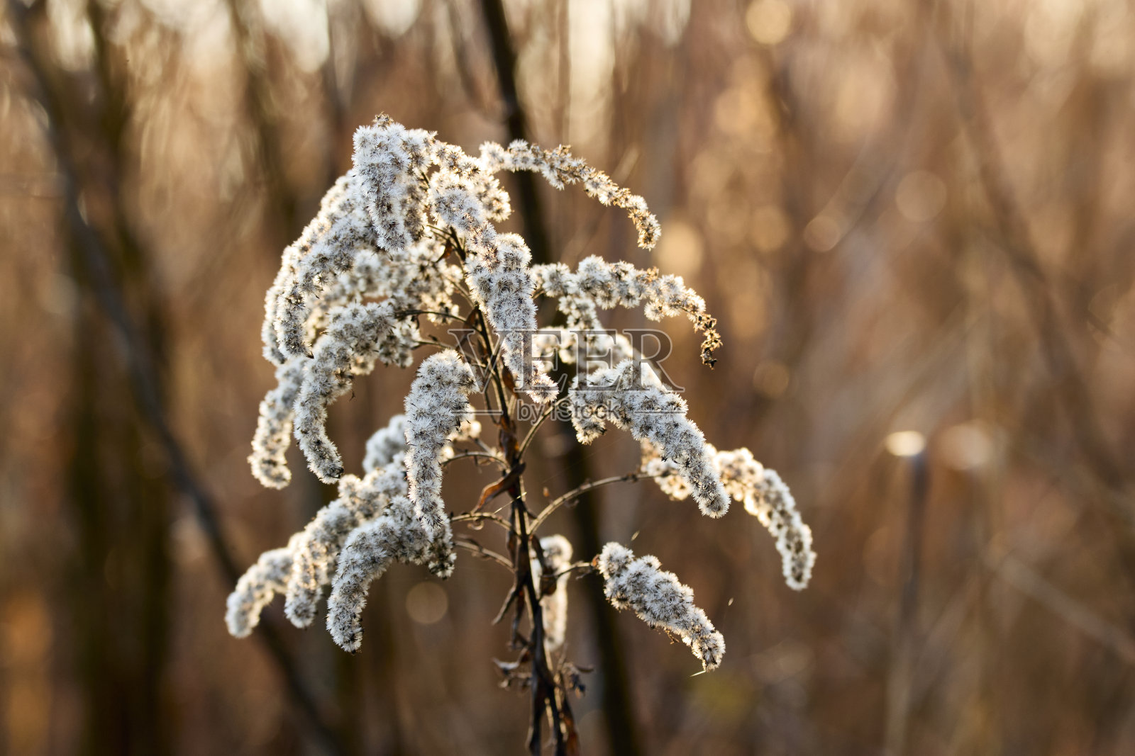 早上在巴伐利亚的湖边散步照片摄影图片