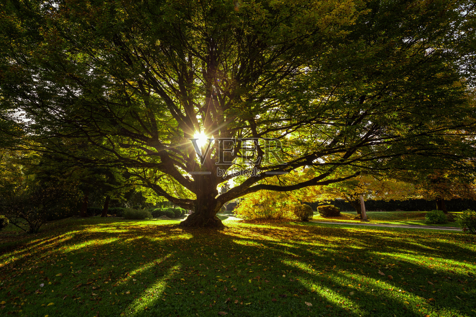 阳光明媚的树照片摄影图片