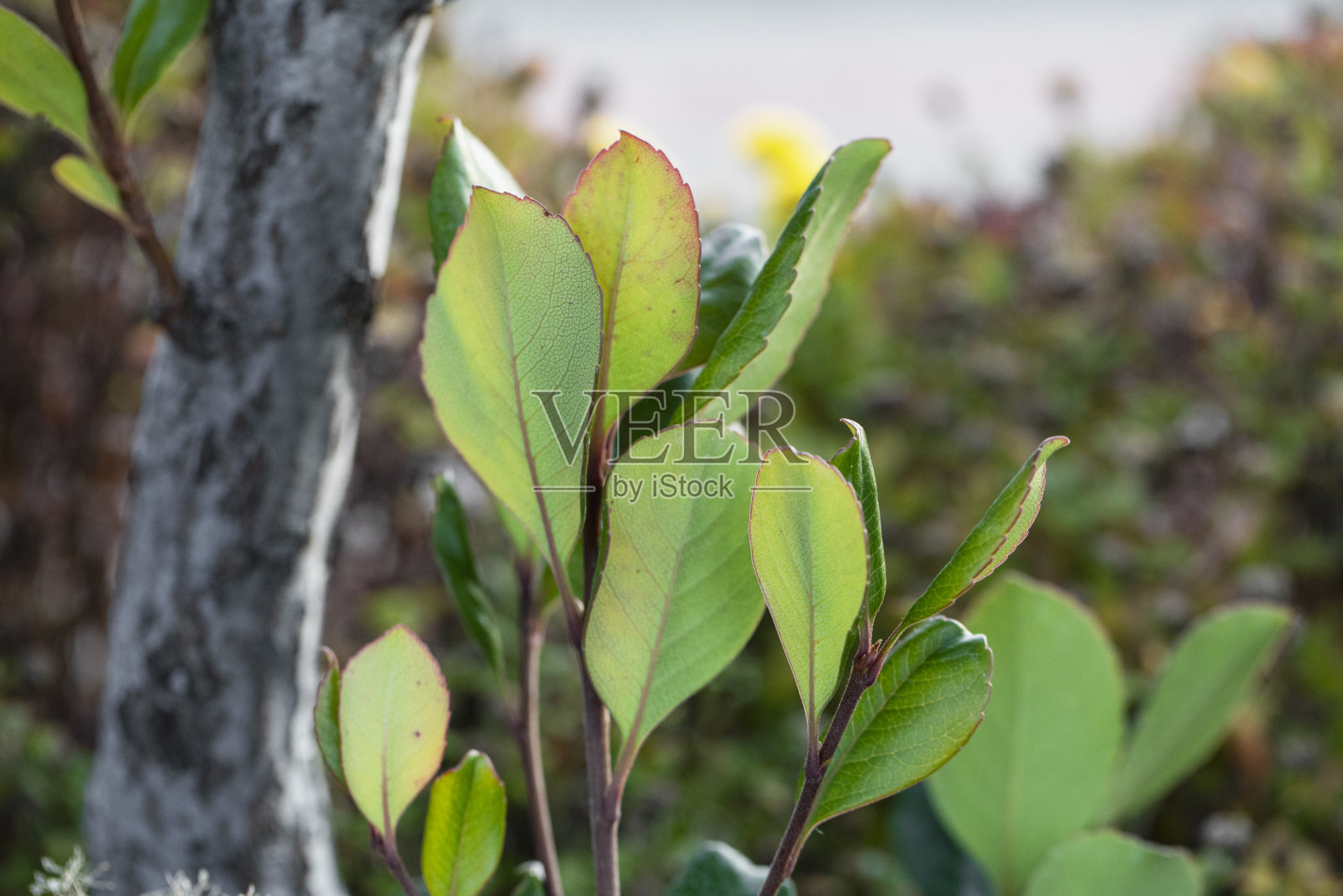 新兴市场的增长照片摄影图片