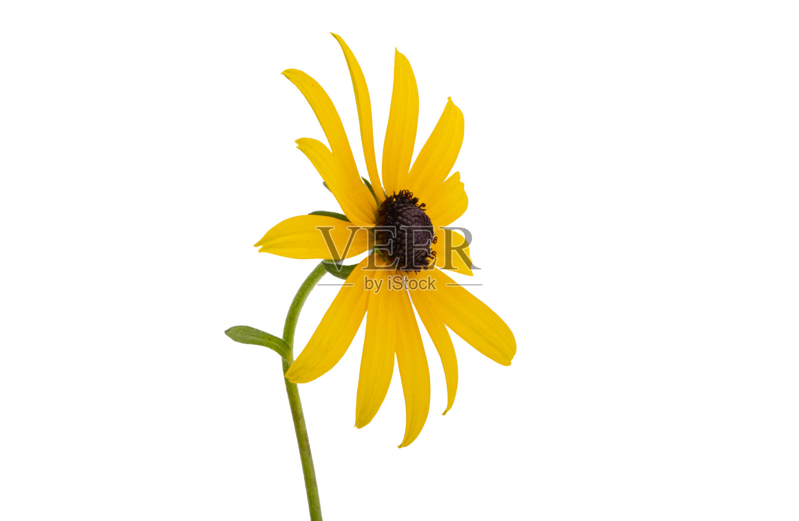 黄雏菊属花孤立照片摄影图片