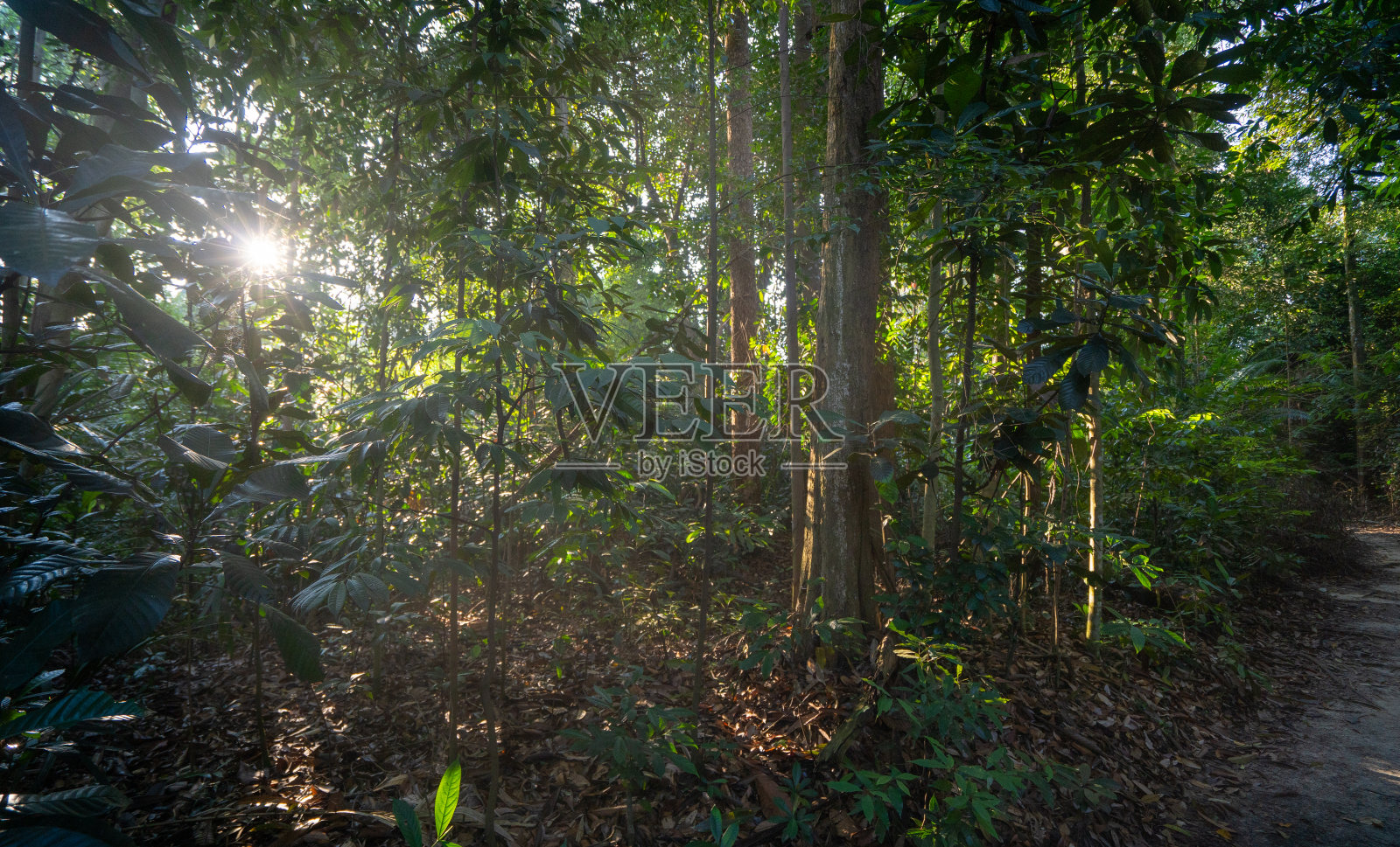 太阳透过树照耀的低角度视图照片摄影图片