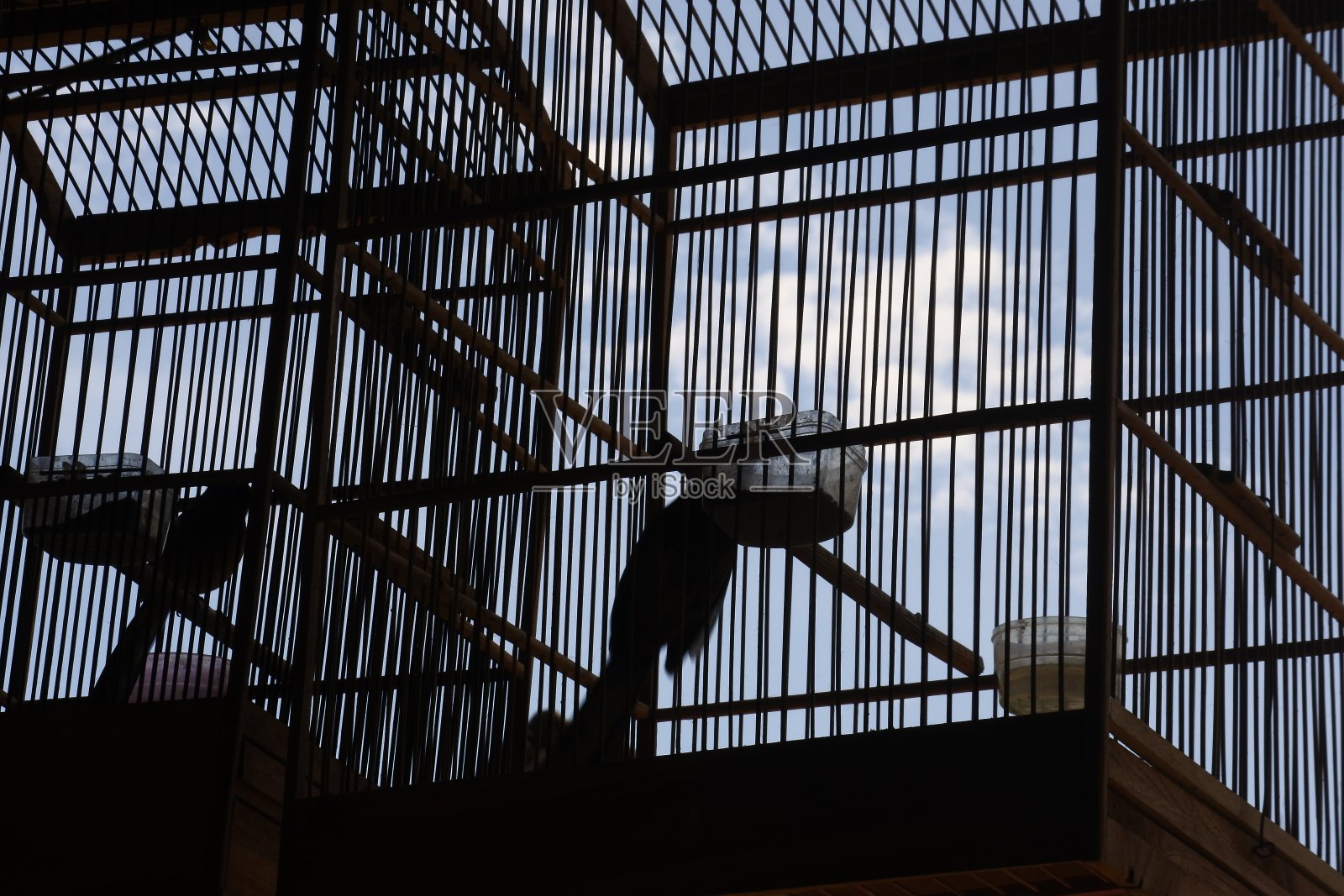 笼子里的鸟，笼子里的宠物，鸟类市场照片摄影图片