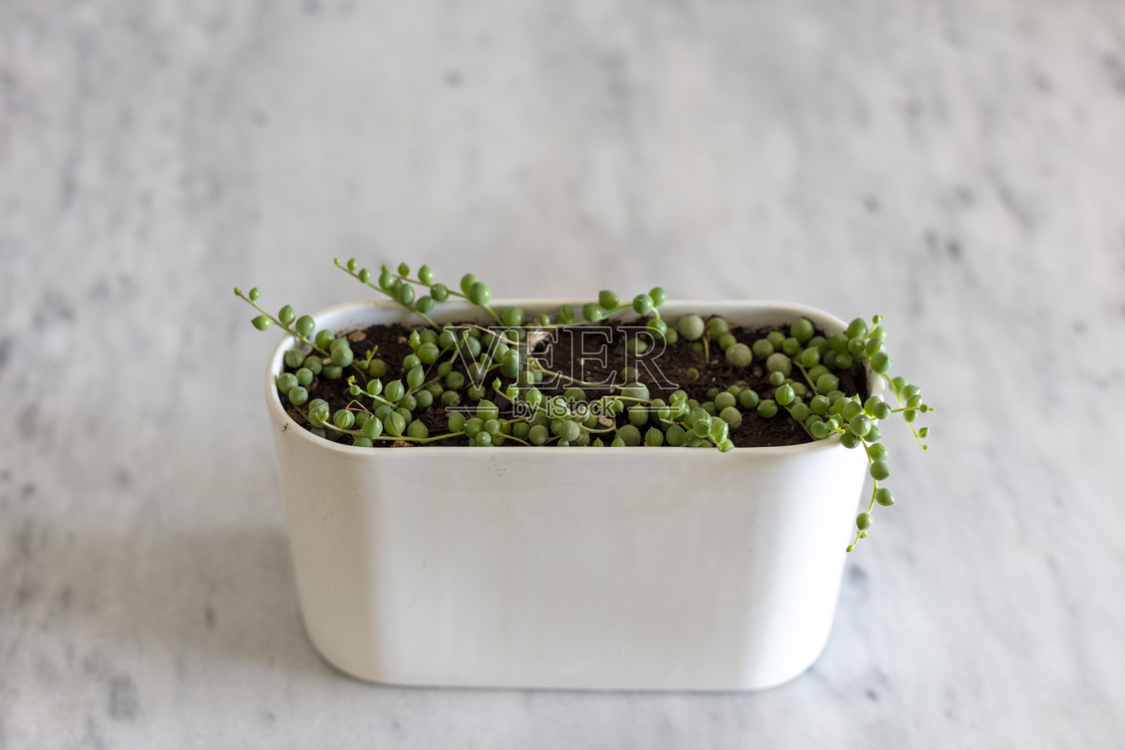 一种悬挂在装饰花盆中的多肉植物照片摄影图片