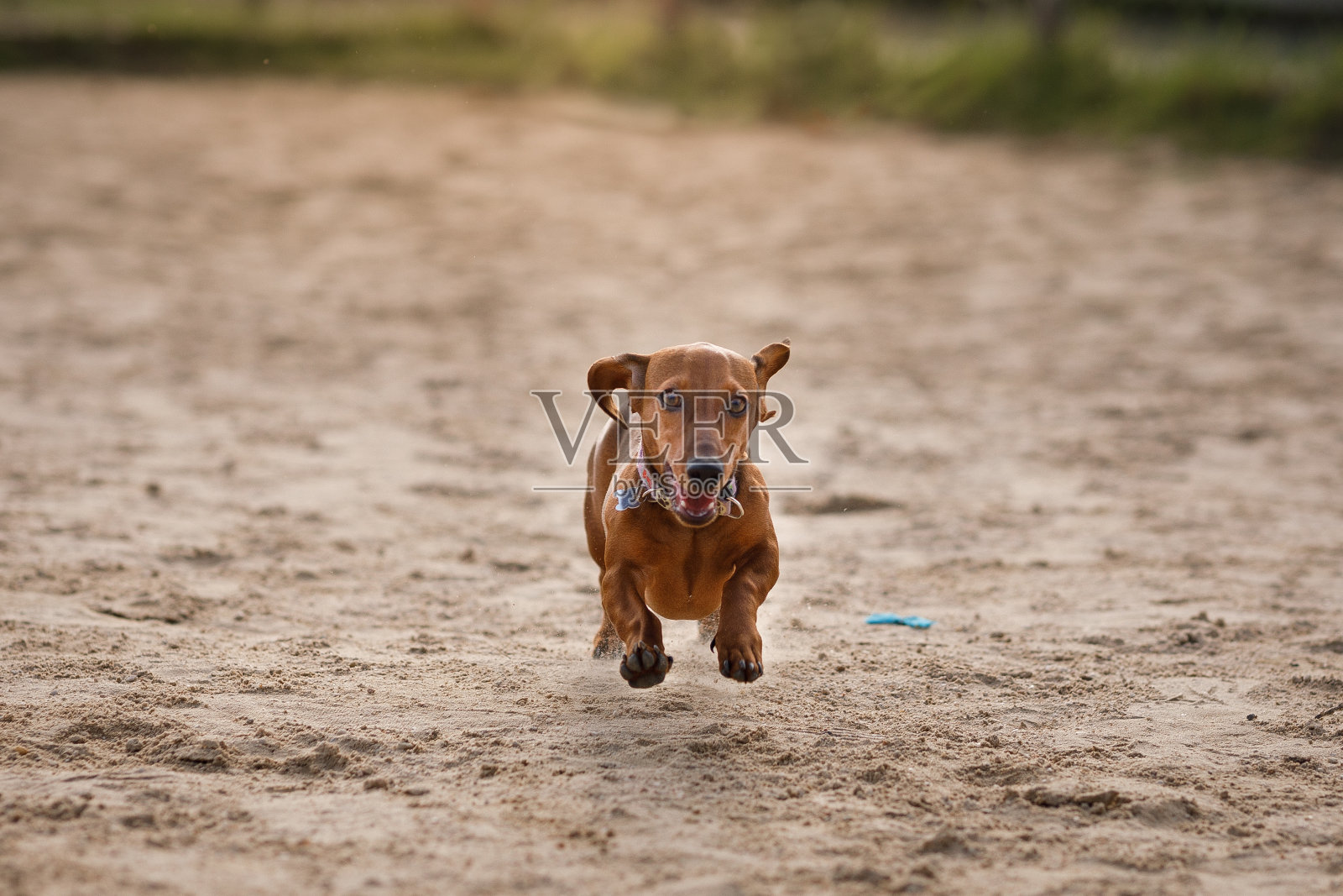 腊肠犬在沙滩上奔跑照片摄影图片