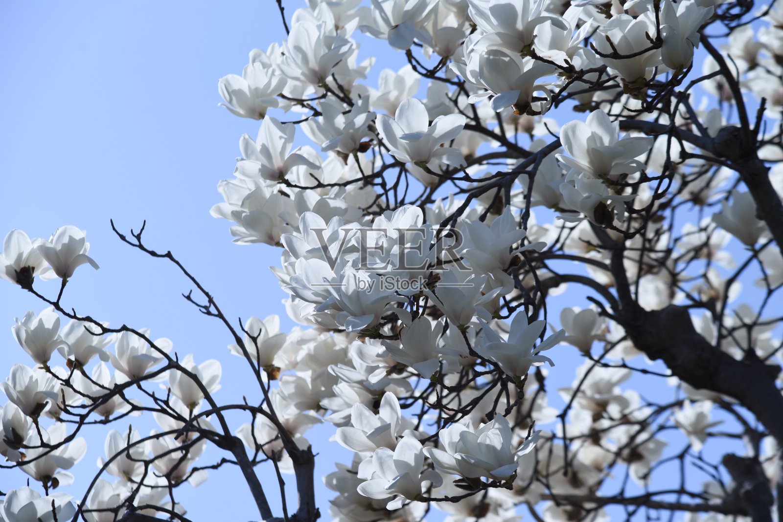 白玉兰花。照片摄影图片