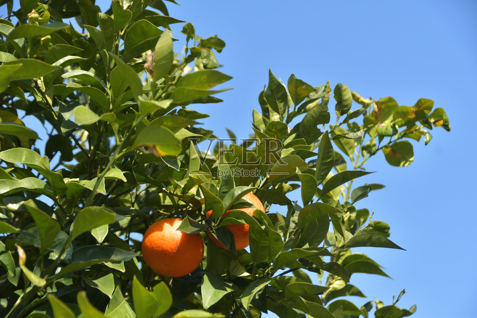 柑橘生长在树上照片摄影图片
