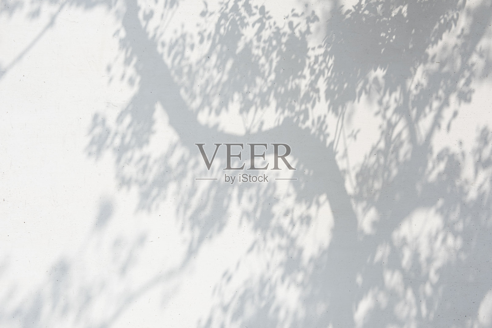 树的影子和叶树枝在白色的墙壁背景。照片摄影图片