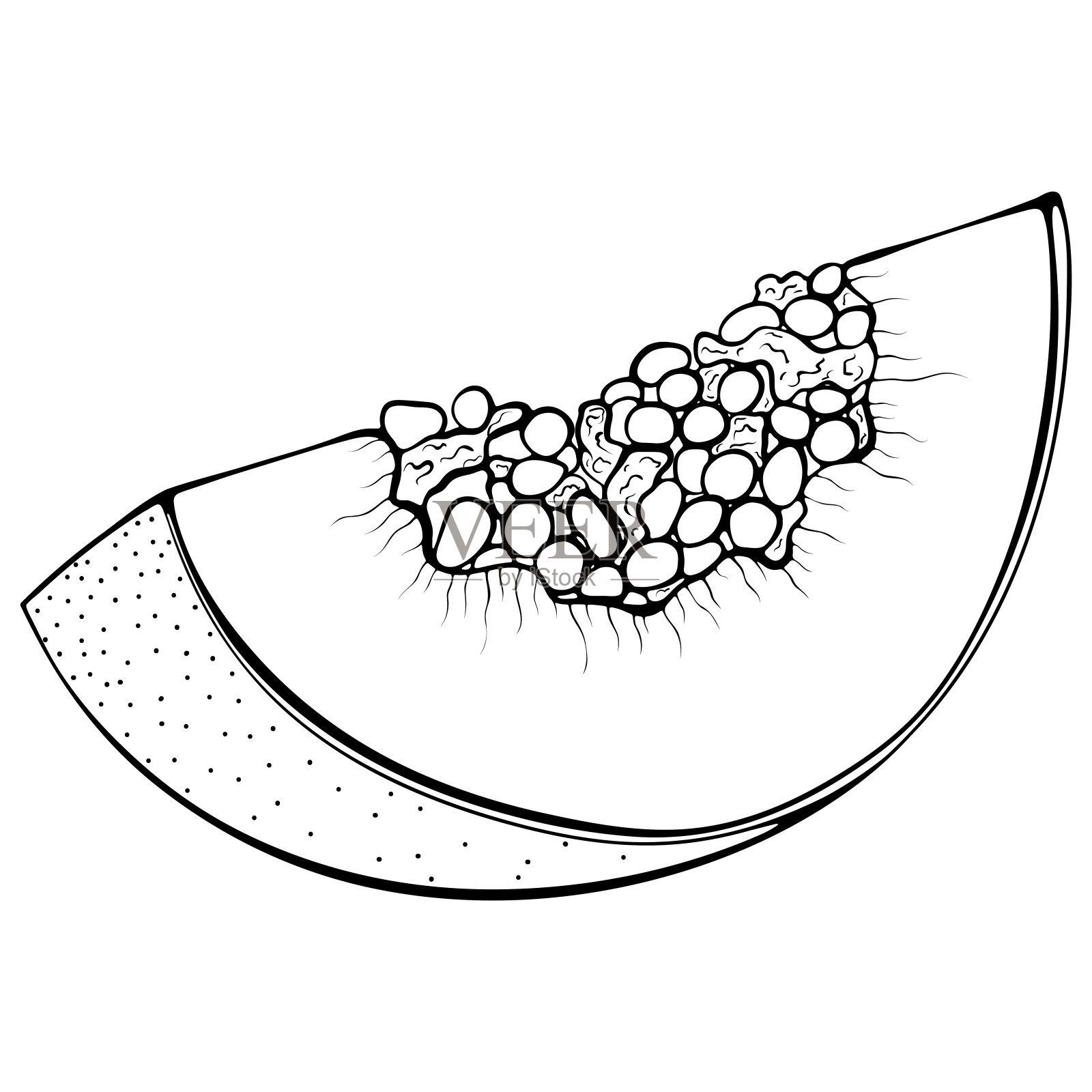 切片木瓜线条艺术插画图片素材