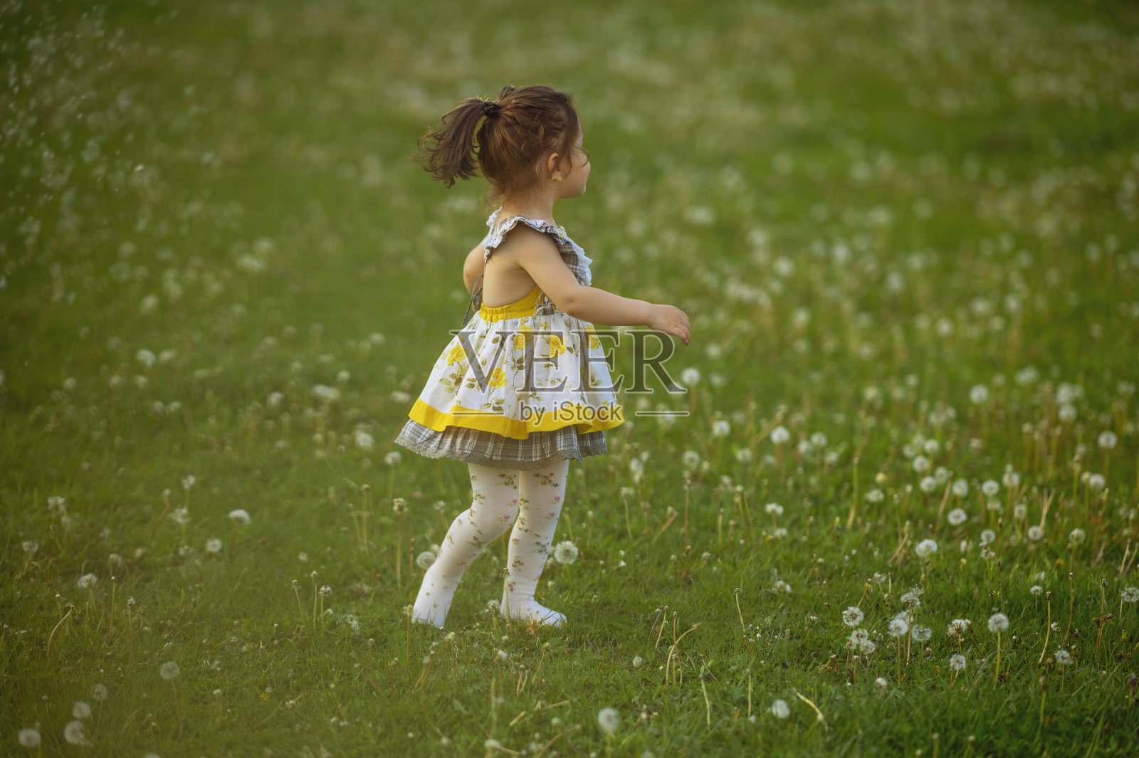 带着蒲公英的可爱幼儿照片摄影图片