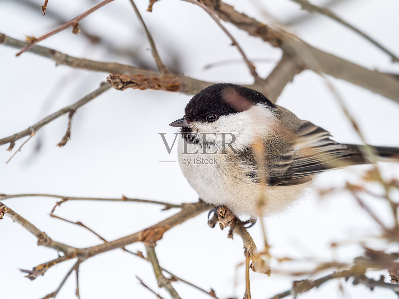 可爱的小鸟柳山雀，冬天的小鸟坐在没有叶子的树枝上。照片摄影图片