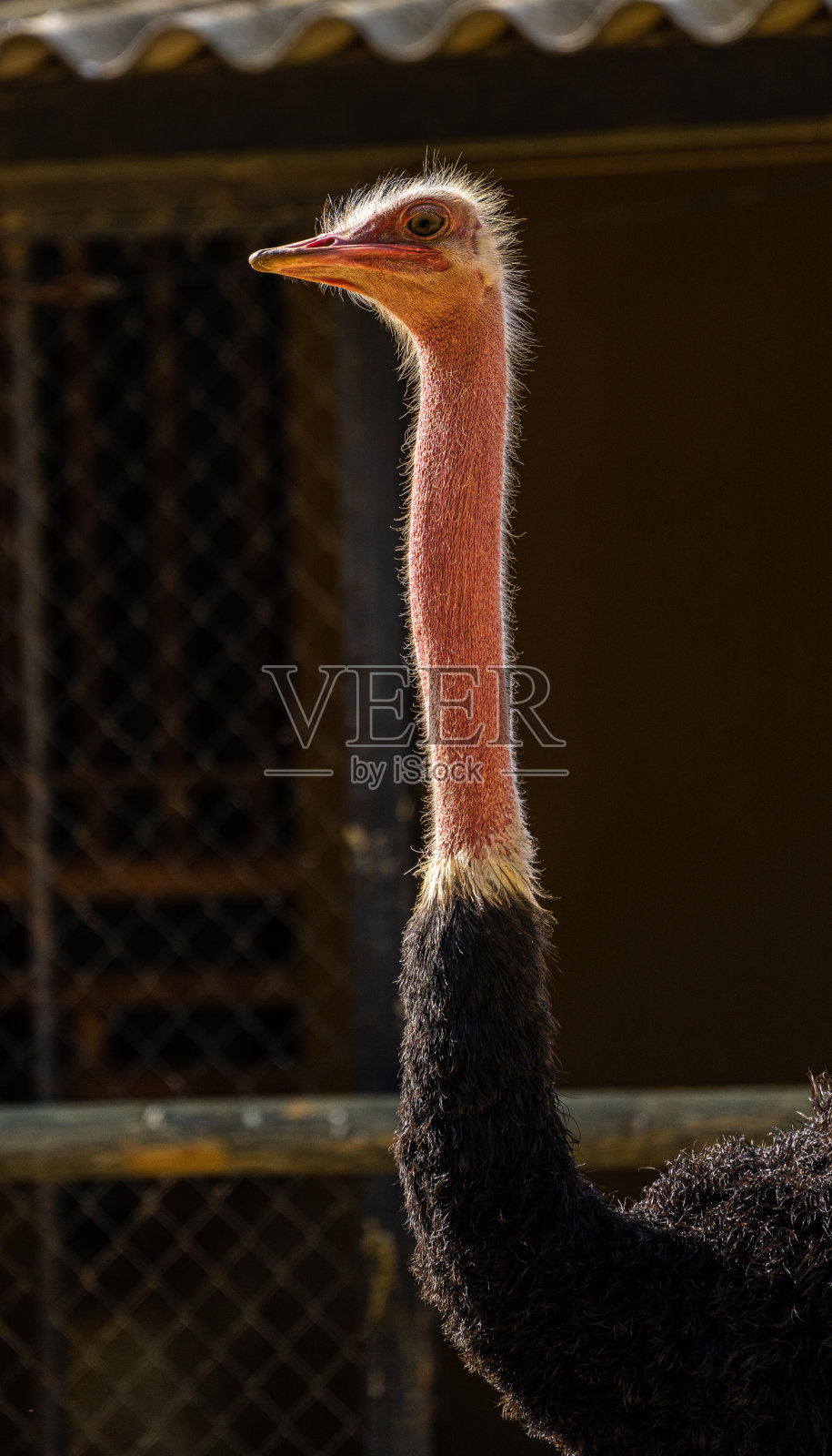 西班牙安达卢西亚赫雷斯德拉弗朗特拉的红颈驼鸟照片摄影图片