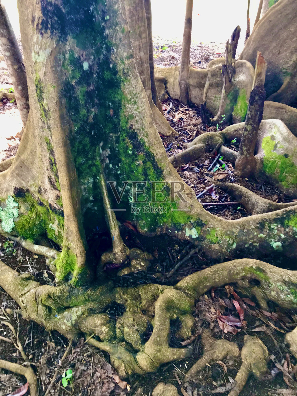 鲁德拉卡哈树照片摄影图片