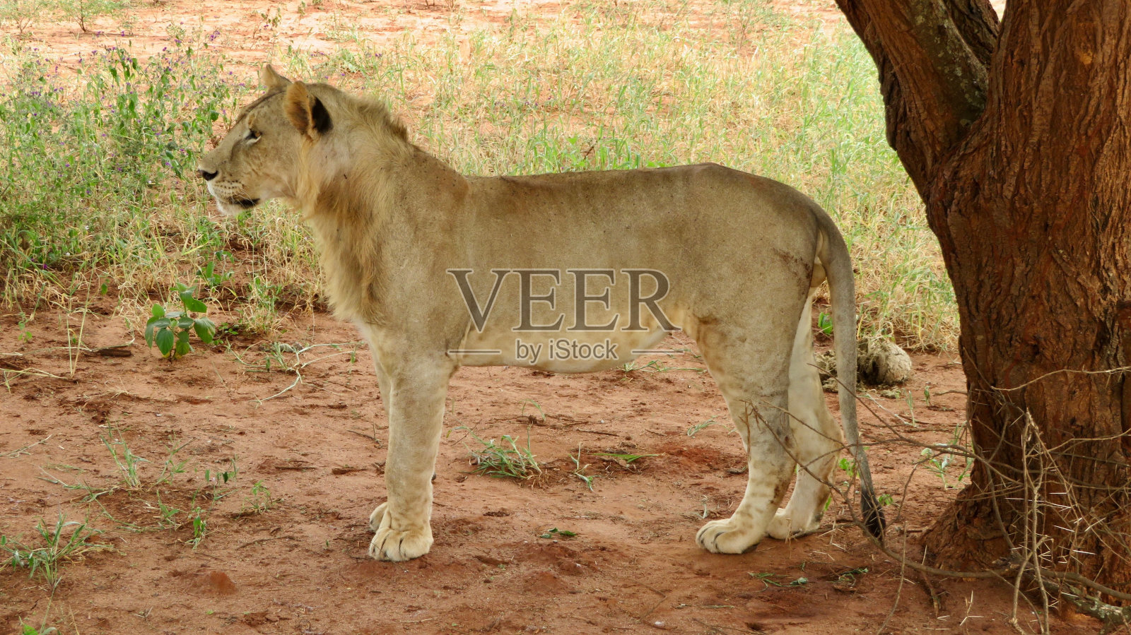狮子站在树旁照片摄影图片