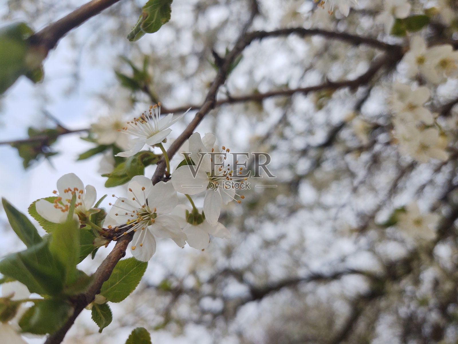 春天树开花。白色盛开的树。照片摄影图片