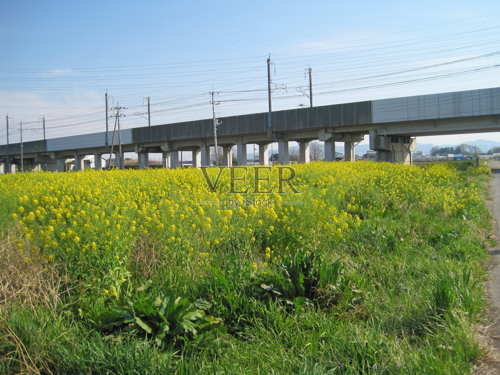 油菜花盛开的田野。在日本。照片摄影图片
