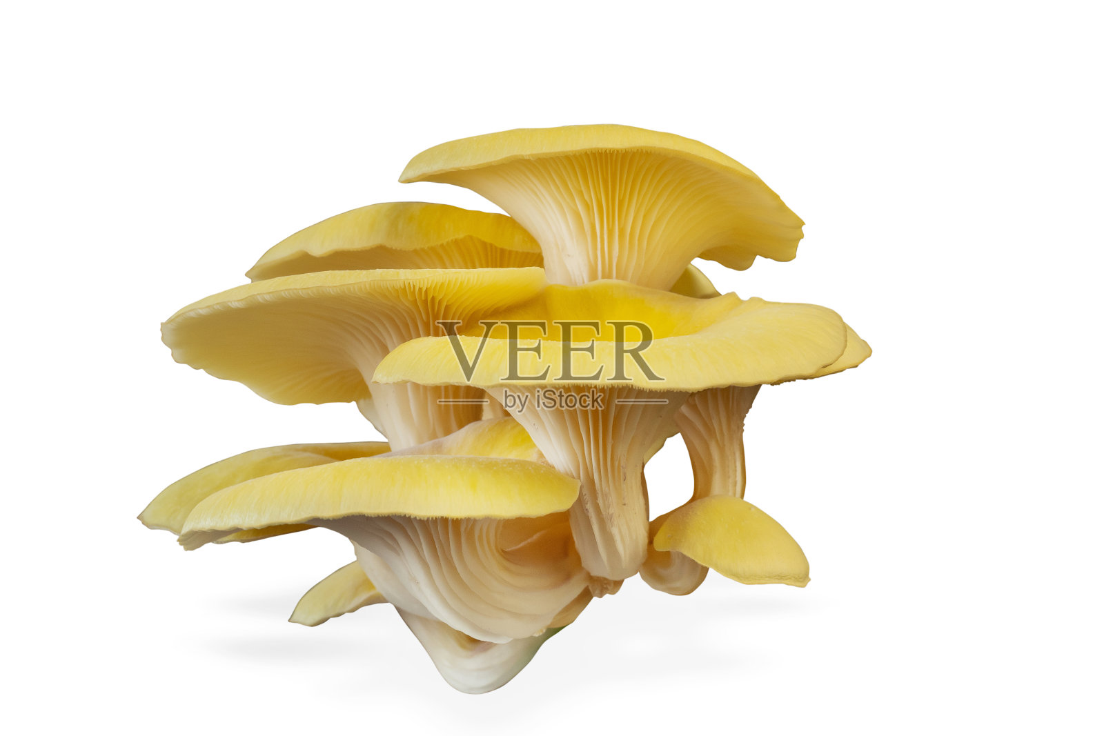 平菇孤立在白色背景上。照片摄影图片