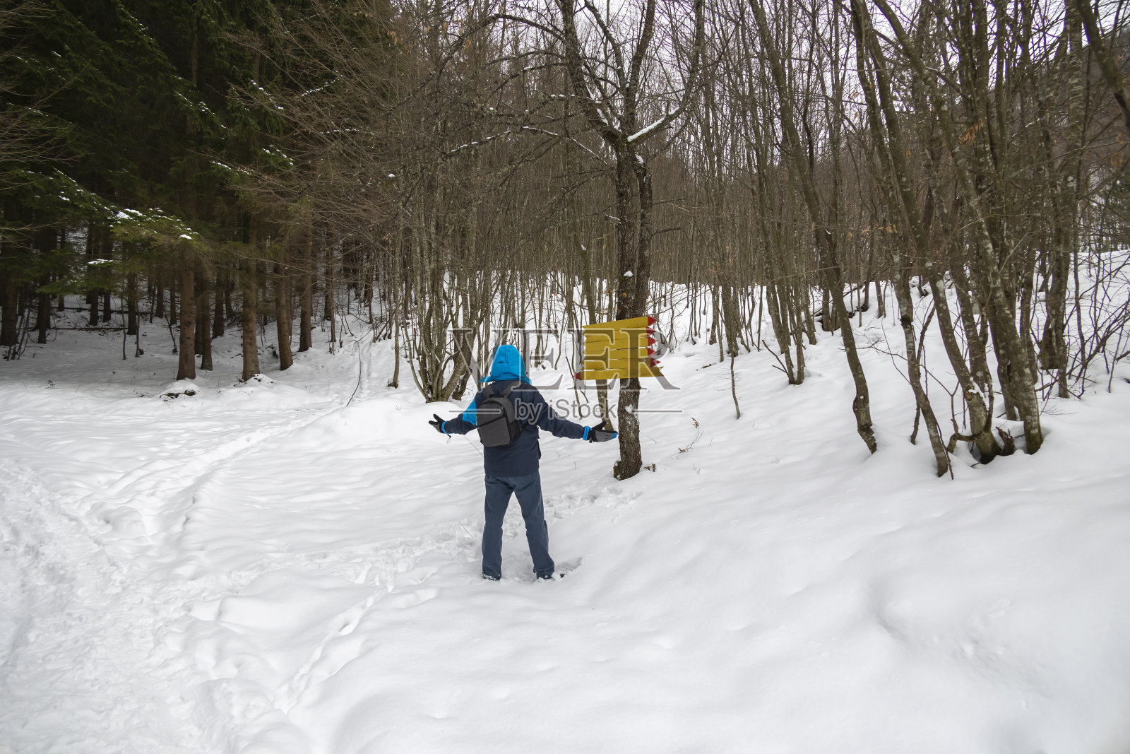 大森林和许多出路照片摄影图片