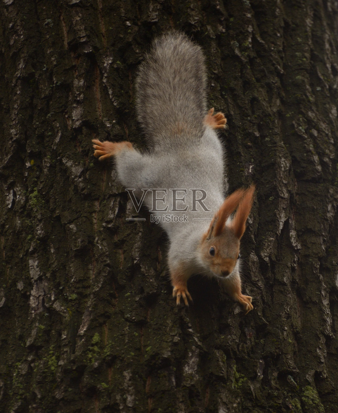阿拉木图公园的红松鼠照片摄影图片