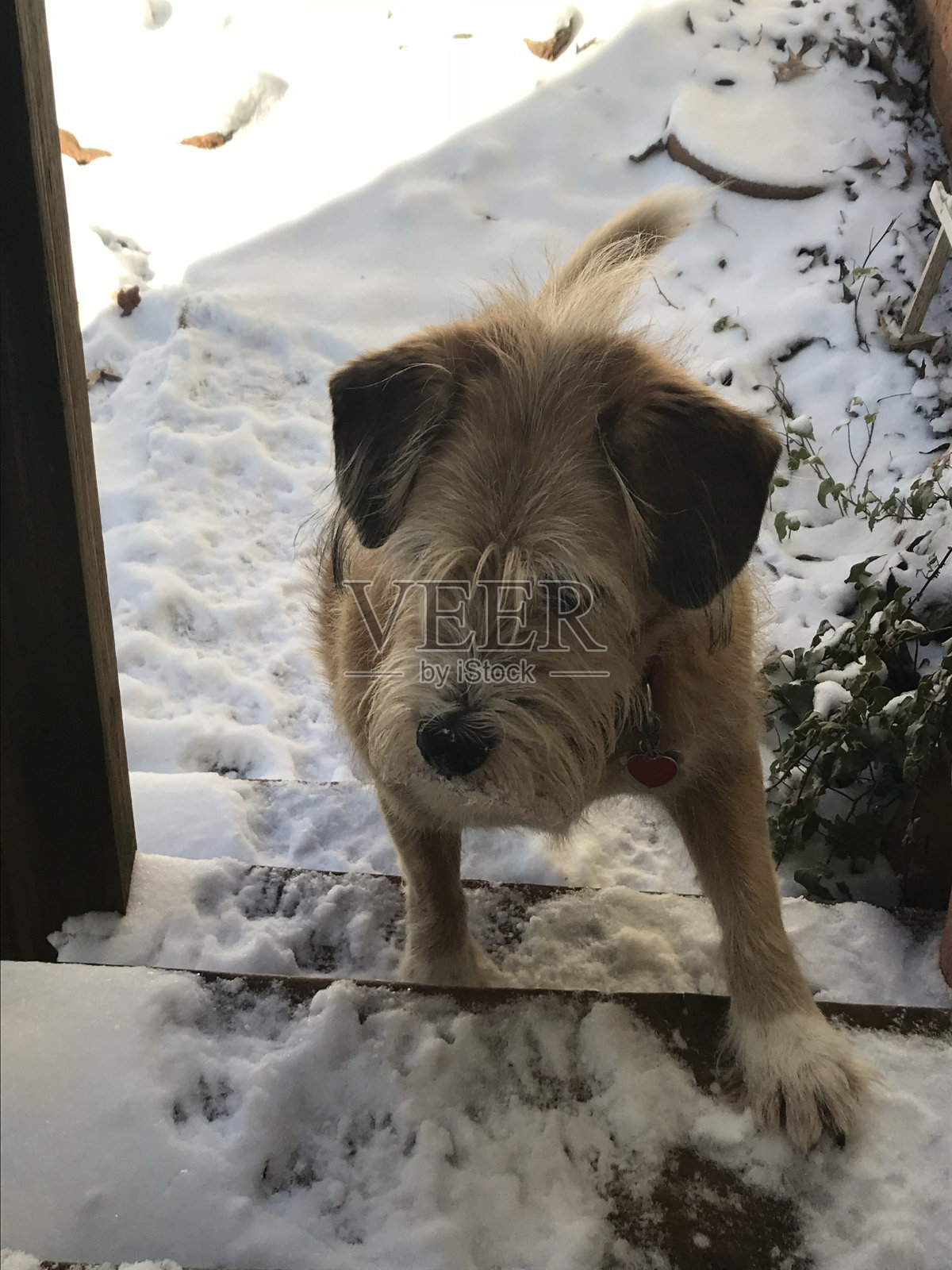 黄色混合品种的狗走在户外台阶上的雪照片摄影图片