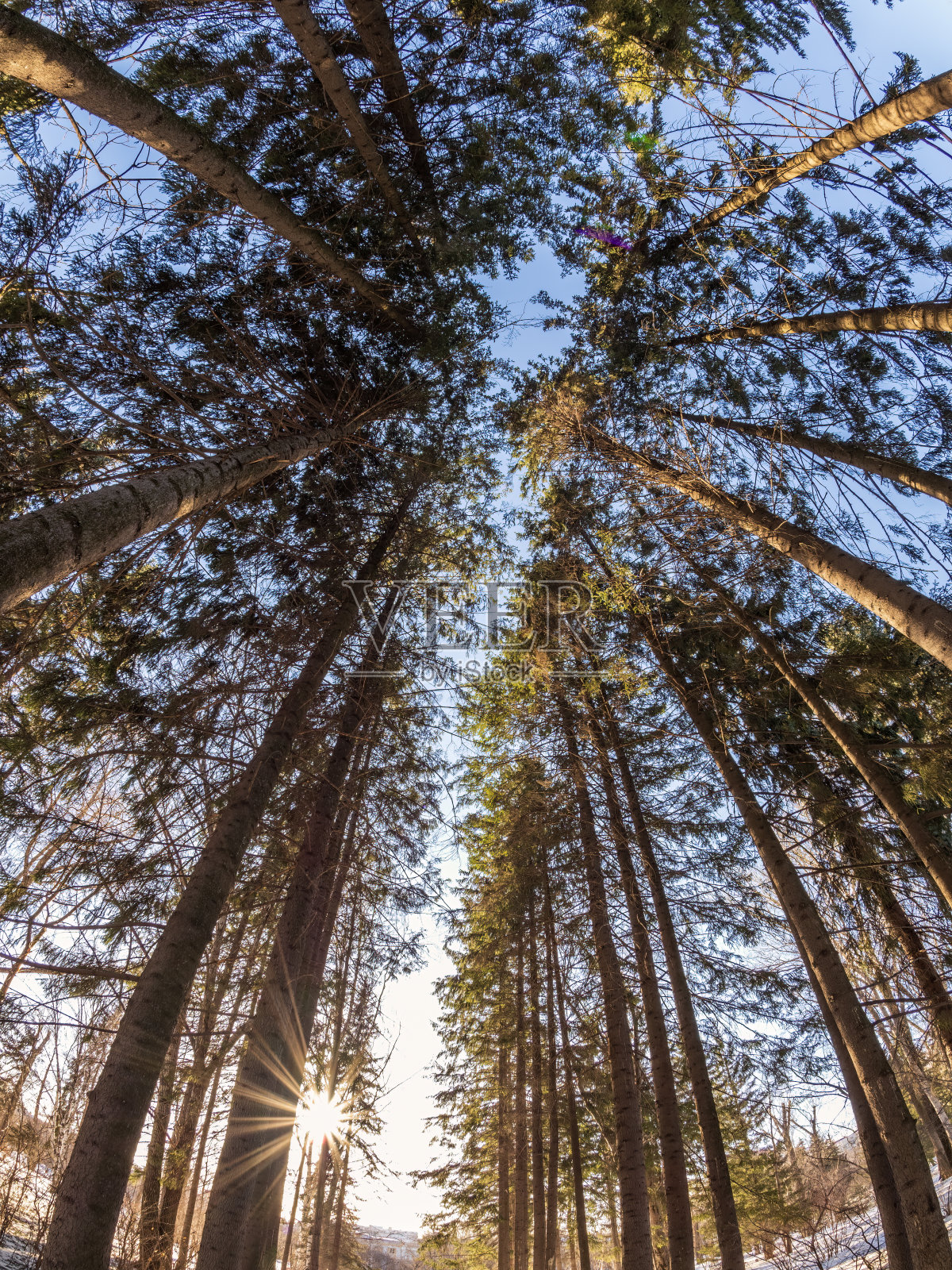 阳光明媚的冬日公园里的松树和桦树照片摄影图片
