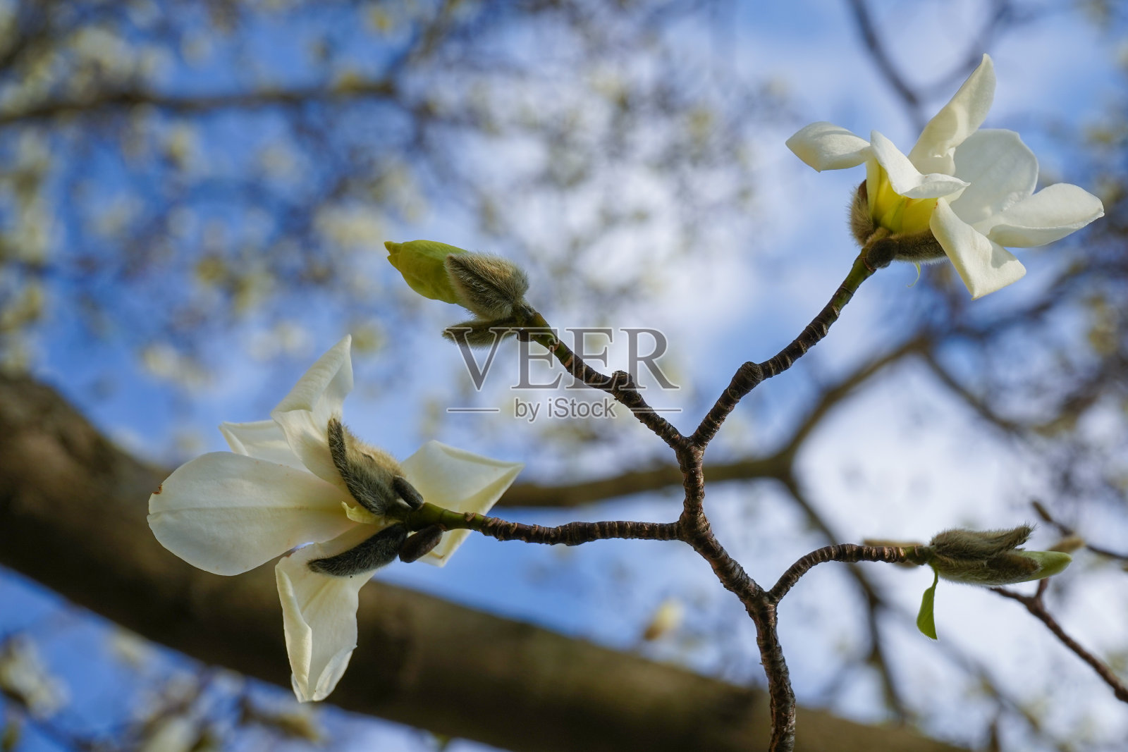 茶托木兰在春天开花照片摄影图片