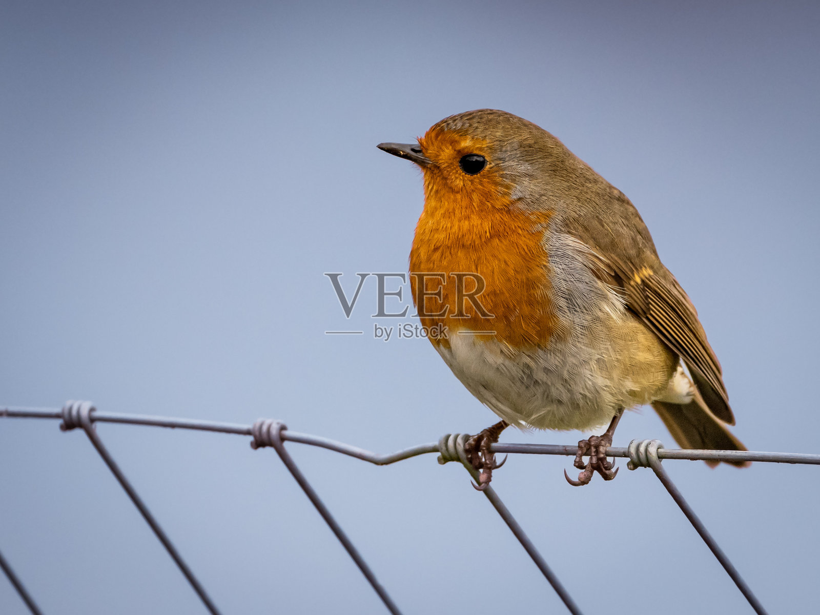罗宾照片摄影图片