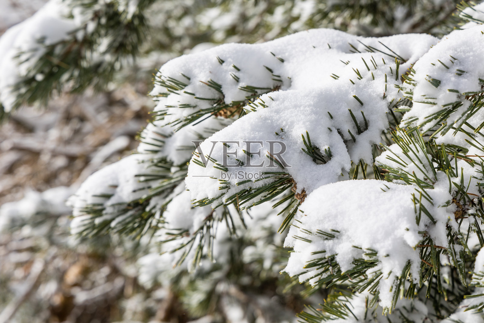 在马德里瓜达拉马山脉，积雪覆盖着树枝照片摄影图片